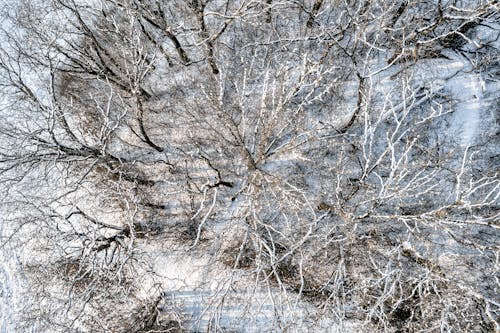 Foto d'estoc gratuïta de arbres, àrid, foto des d'un dron