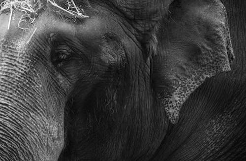 Black and White Photography of an Elephant 