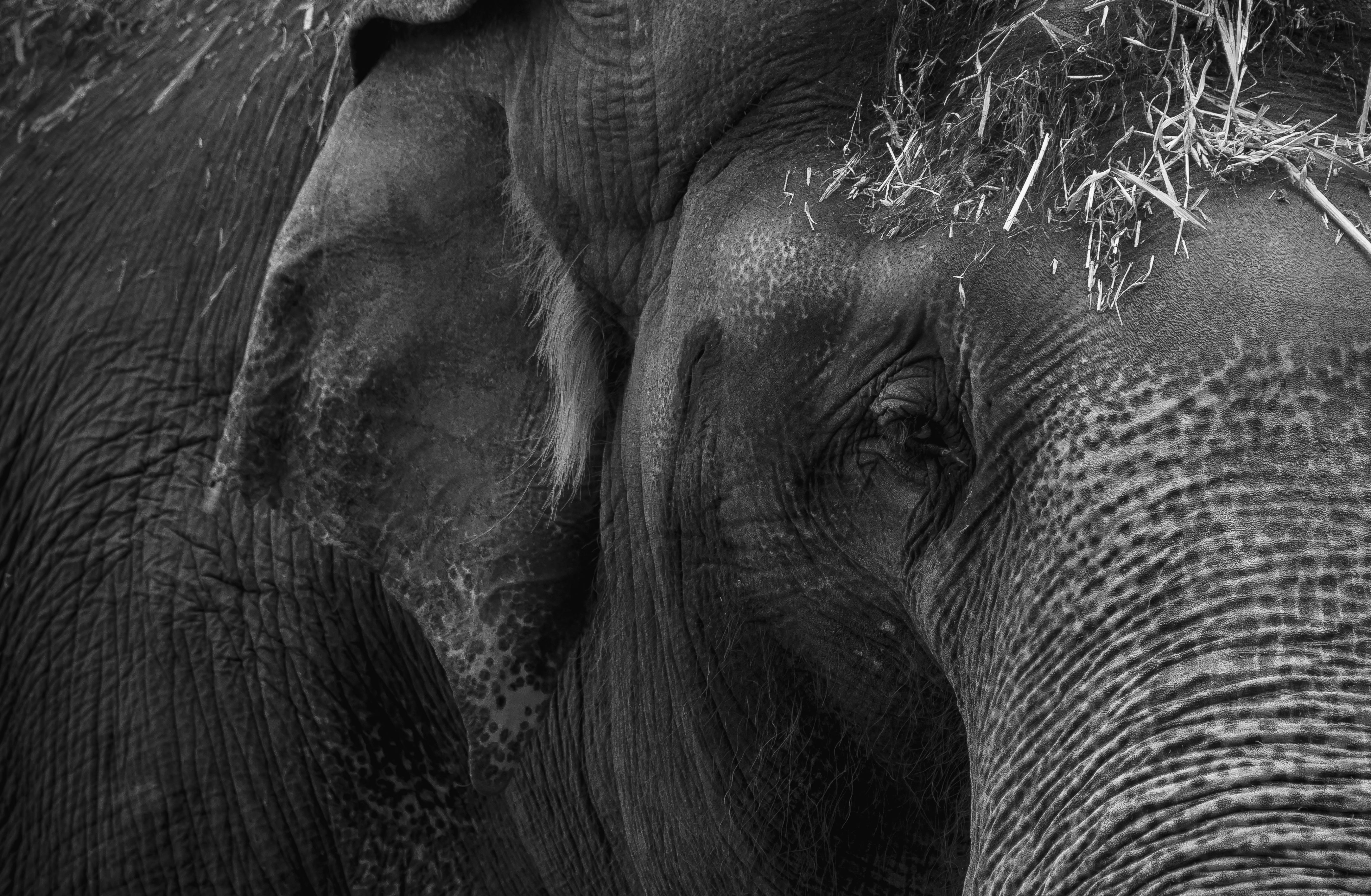 Photographie artistique en noir et blanc mettant en valeur les détails de la peau ridée et de la texture d'un éléphant d'Afrique à Addo.