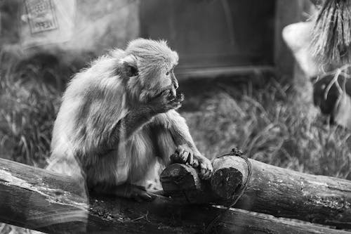 Macaque in Black and White