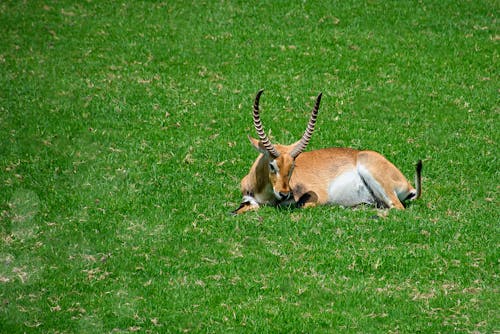 Close-up of an Antelope Lying on a Grass