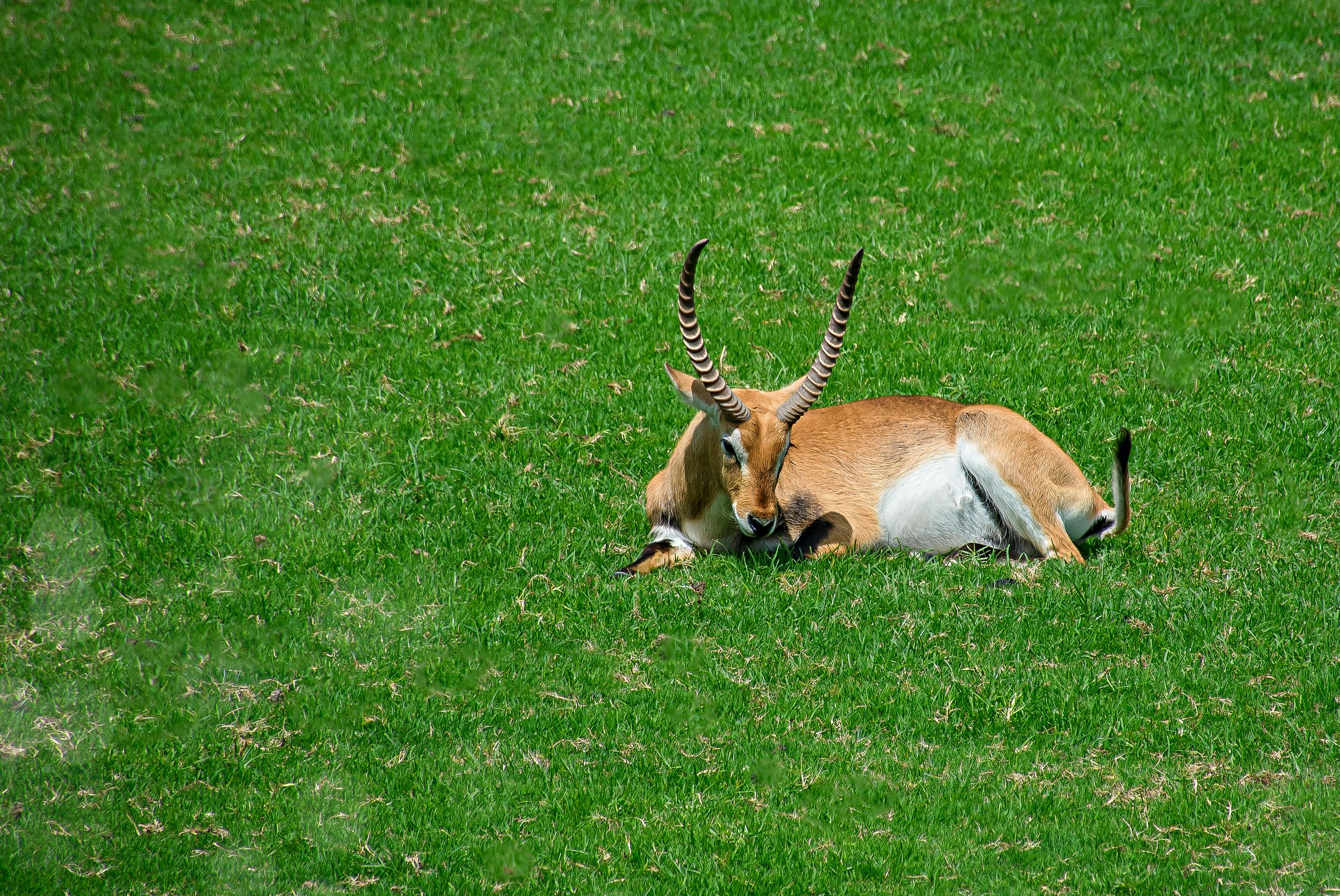 grátis Foto profissional grátis de América do Norte, animais selvagens, animal Foto profissional