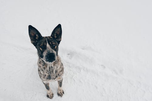 Free Dog On Snow Field Stock Photo