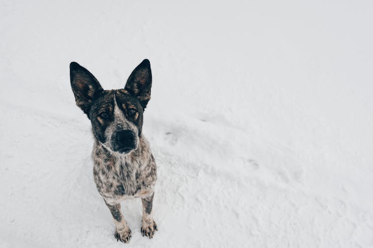 Dog On Snow Field