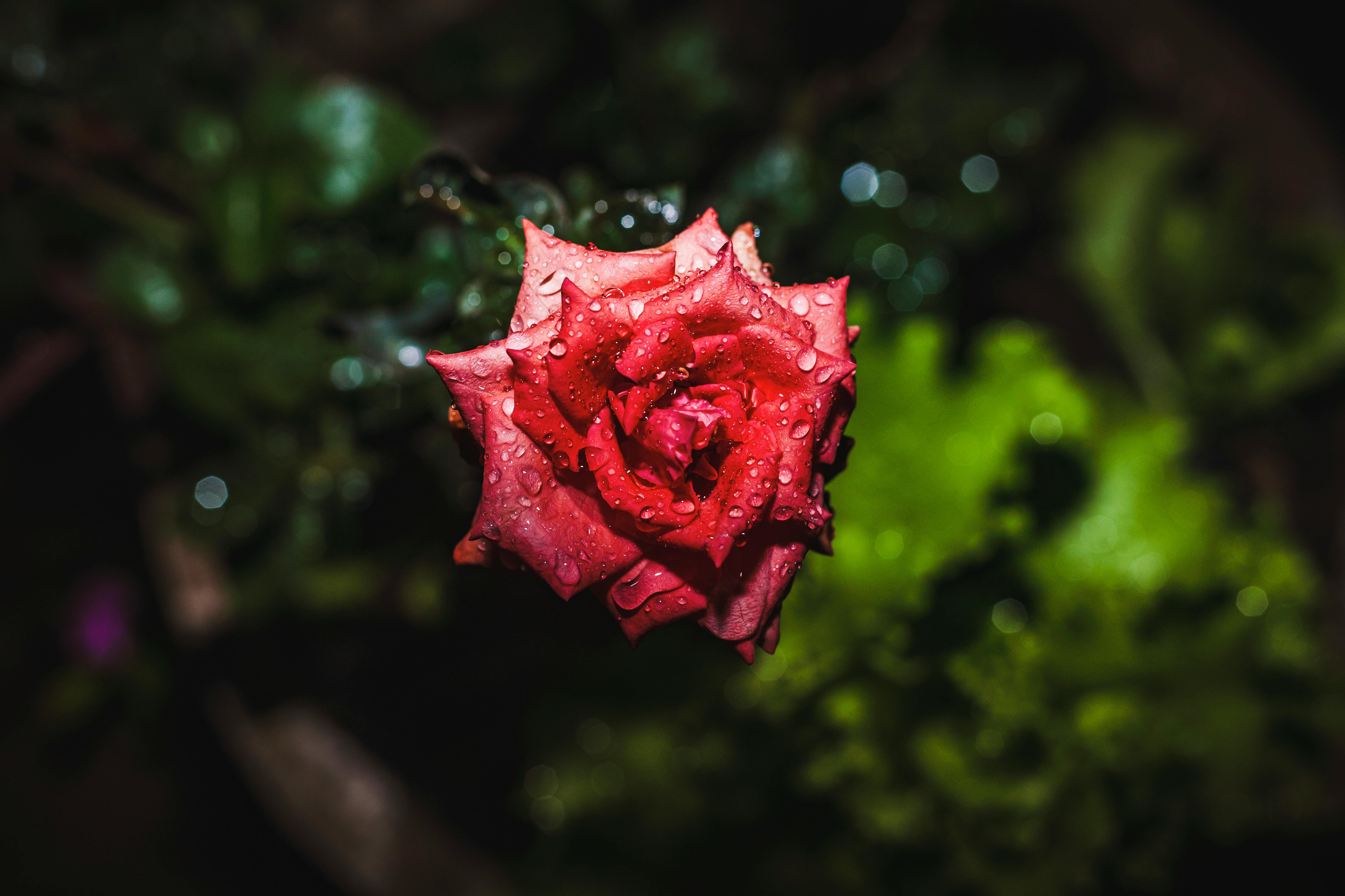 A red rose after the rain · Free Stock Photo