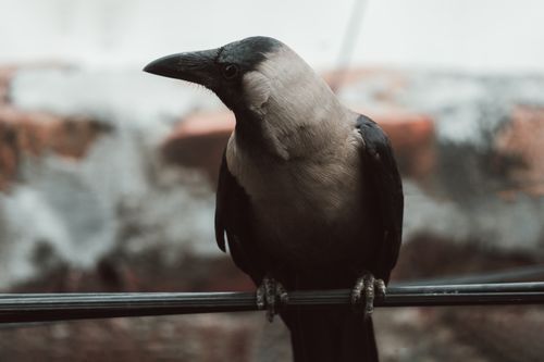 Free Intimate close-up of a crow with gray and black feathers perched on a wire outdoors. Stock Photo