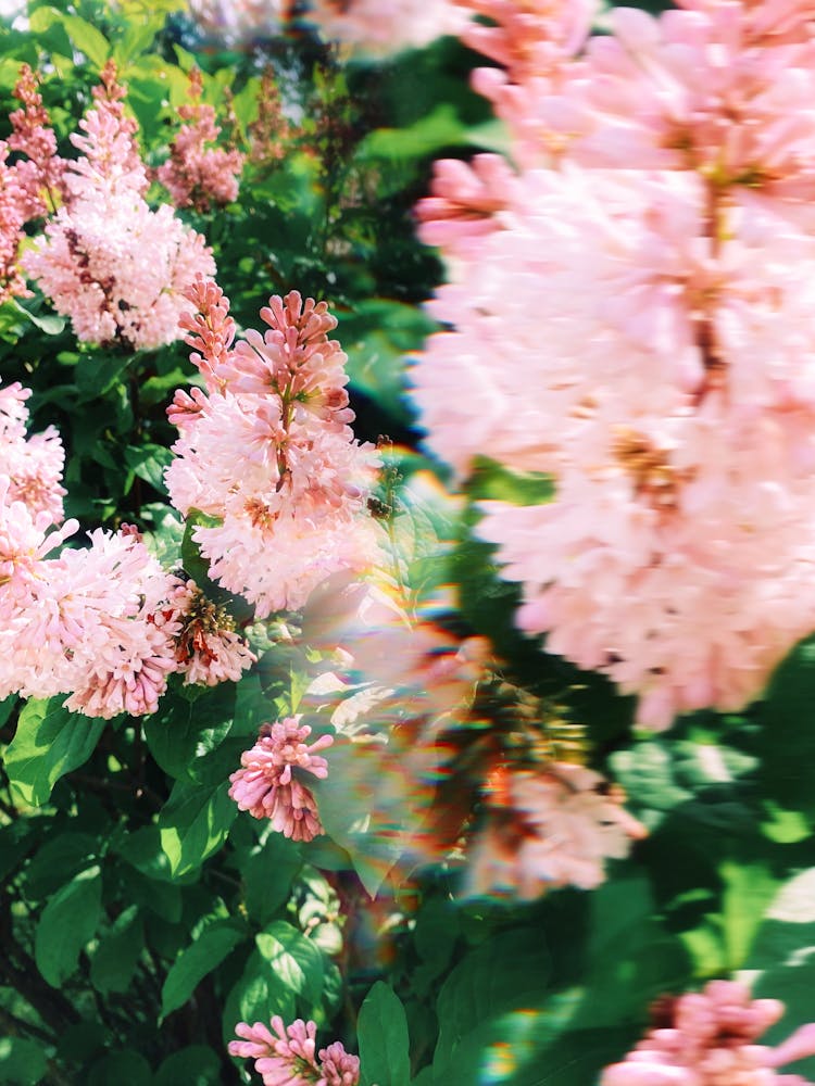 Close-up Of Pink Korean Lilac