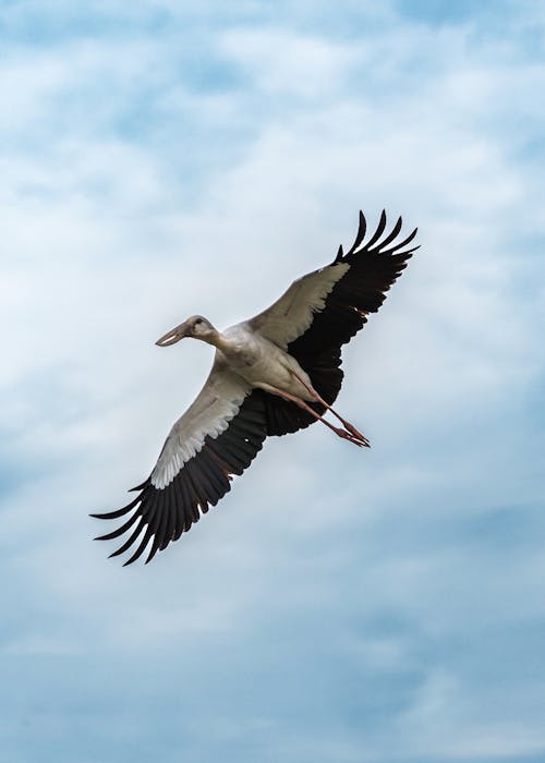 Бесплатное стоковое фото с азиатский openbill аист, вертикальный выстрел, летающий