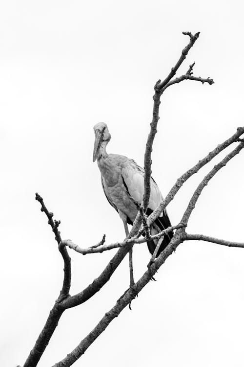 Stork on Bare Tree in Black and White