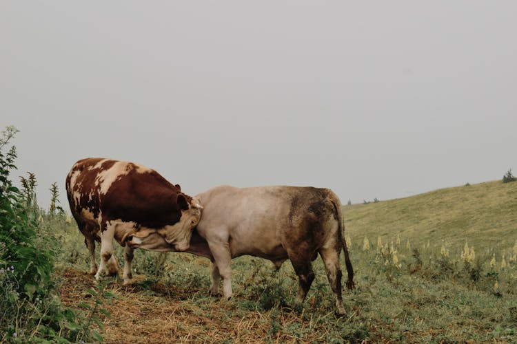 Bulls Fighting On Grassland