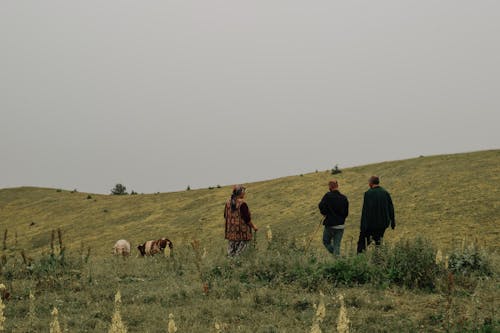 Kostnadsfri bild av bete, boskap, fält