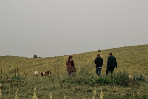 Free Three farmers tending cows in the grasslands of Artvin, Turkey on a cloudy day. Stock Photo