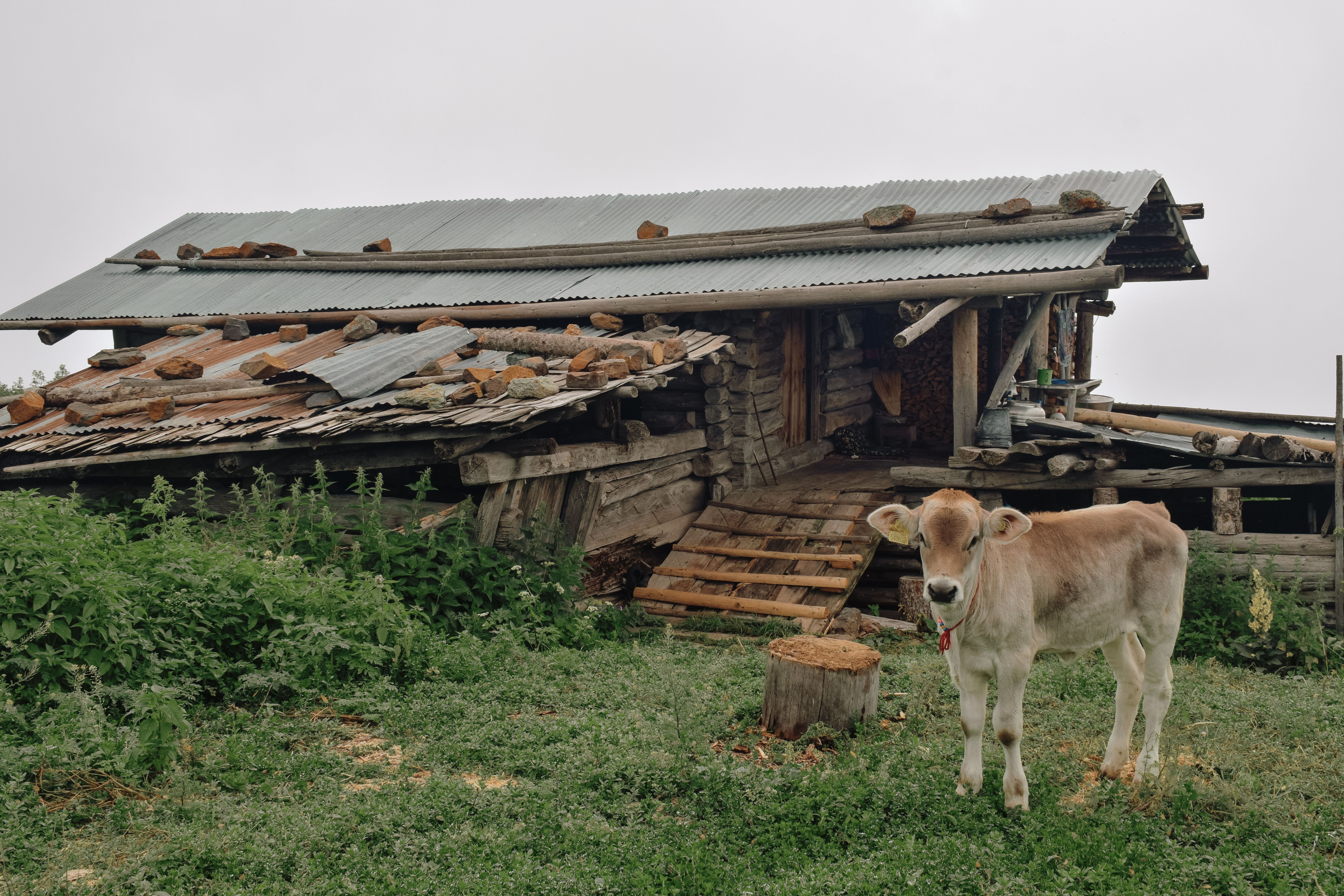Cow Calf near Wooden House · Free Stock Photo
