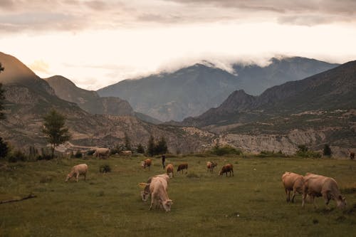 Foto d'estoc gratuïta de bestiar, fotografia d'animals, muntanyes