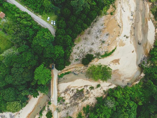 Foto stok gratis alam, gumuk pasir, hutan