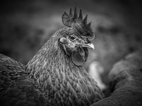 Kostenloses Stock Foto zu bauernhof, geflügel, hahn