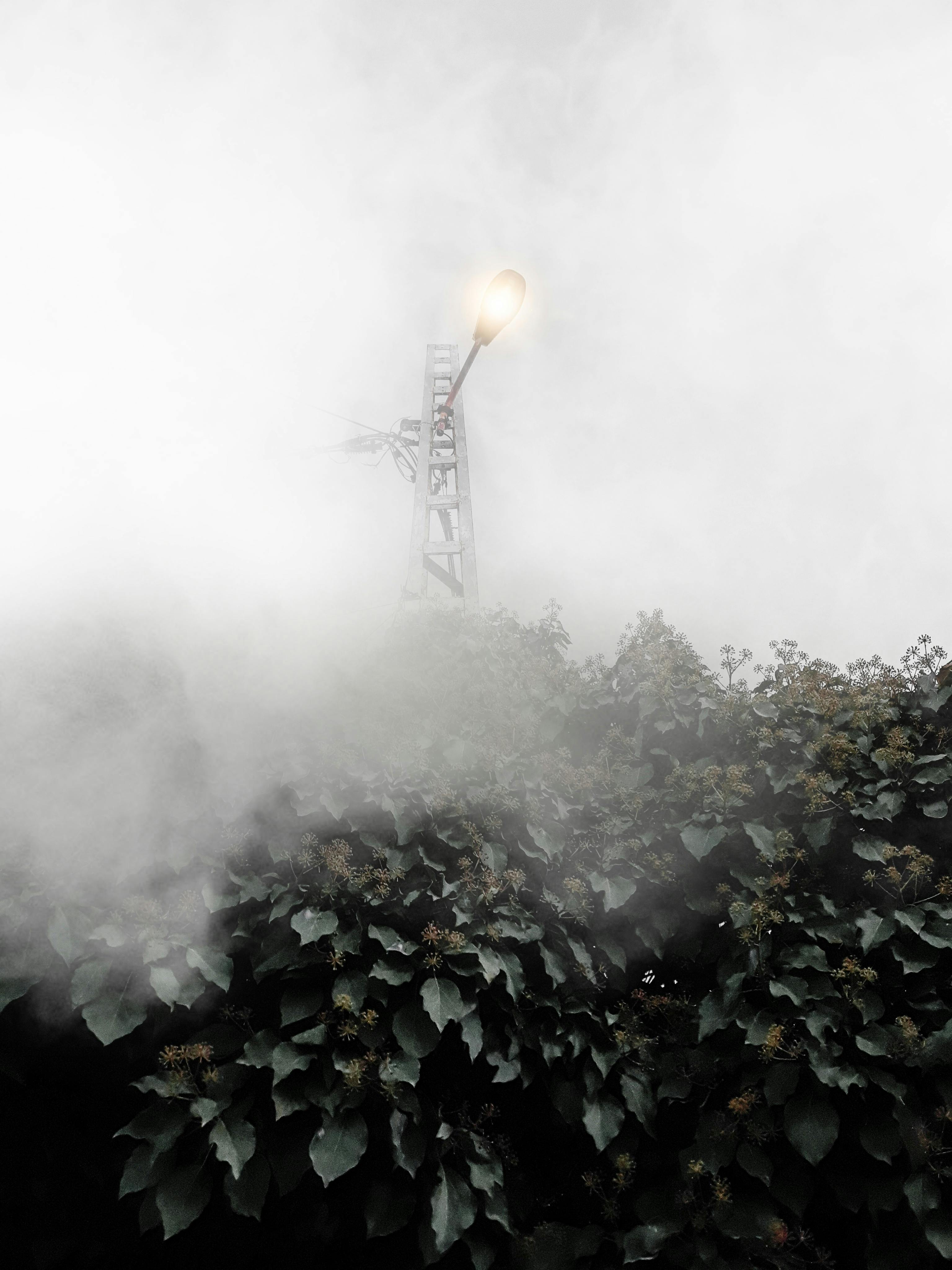 雾气弥漫的街景中，灯柱穿透了雾气和树叶