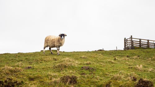 A Sheep on a Grass Field 