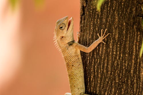 Close-up of a Lizard on a Tree Trunk 