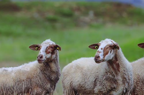 Imagine de stoc gratuită din animale, câmp, capre