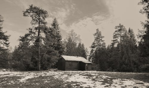 Kostnadsfri bild av schwarz-weiss, skog, snö