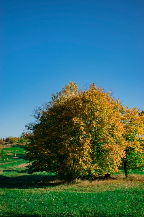 Free A vibrant autumn tree with golden leaves stands in a lush green field under a clear blue sky. Stock Photo