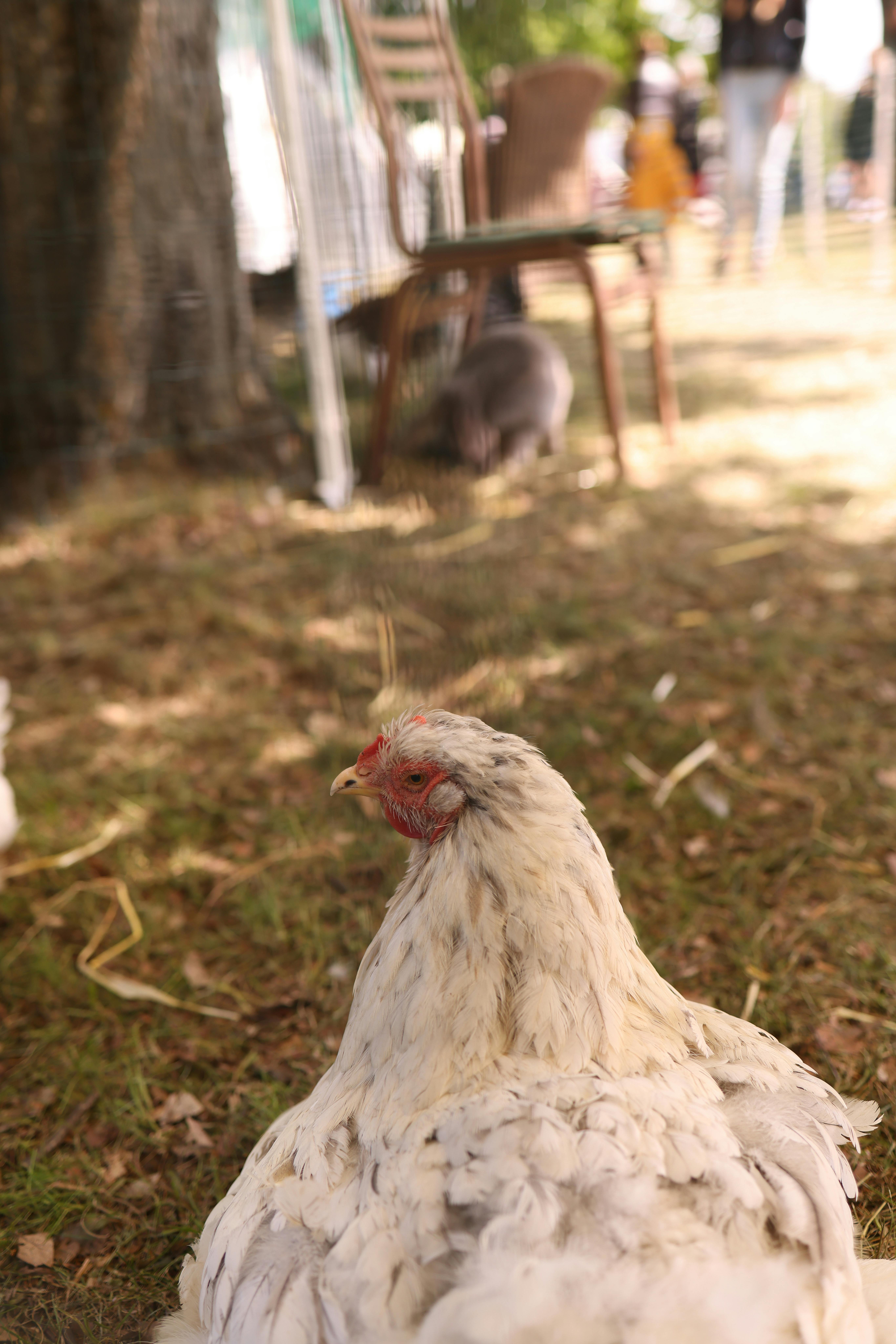 A serene white hen rests on a sunlit farm lawn, surrounded by nature.