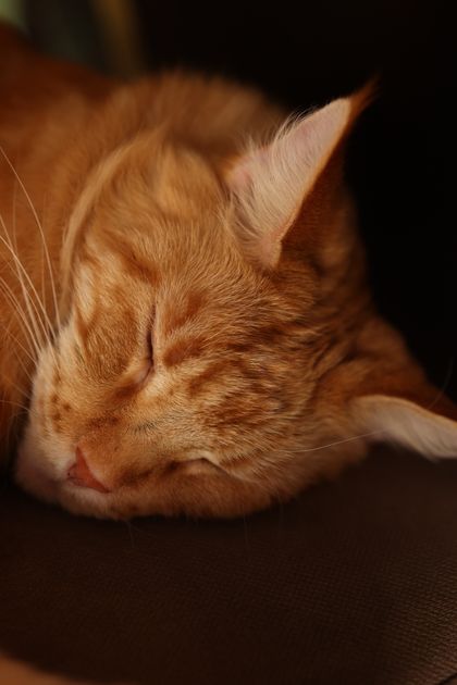 Ginger tabby cat asleep indoors, photo by Valeria Boltneva on Pexels