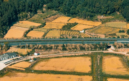 Road among Fields in Summer