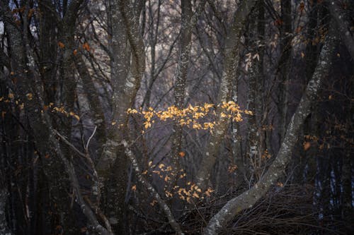 Foto profissional grátis de árvores, descoberto, floresta