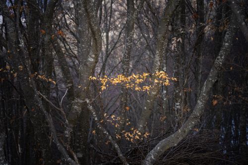 Free A serene winter forest scene with bare trees and scattered leaves. Stock Photo