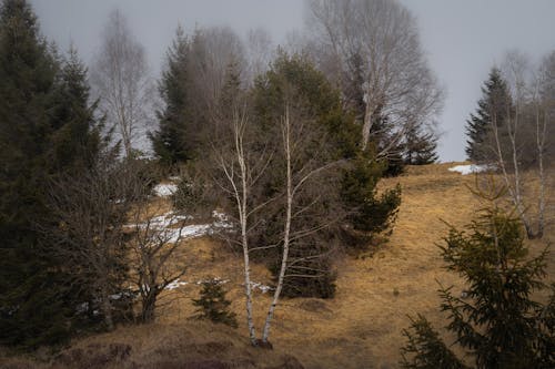 Foto profissional grátis de árvores, cenário, com frio