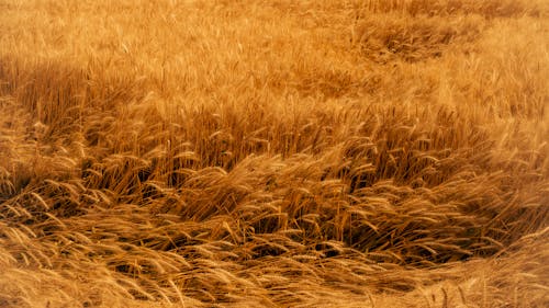 View of a Golden Wheat Field 