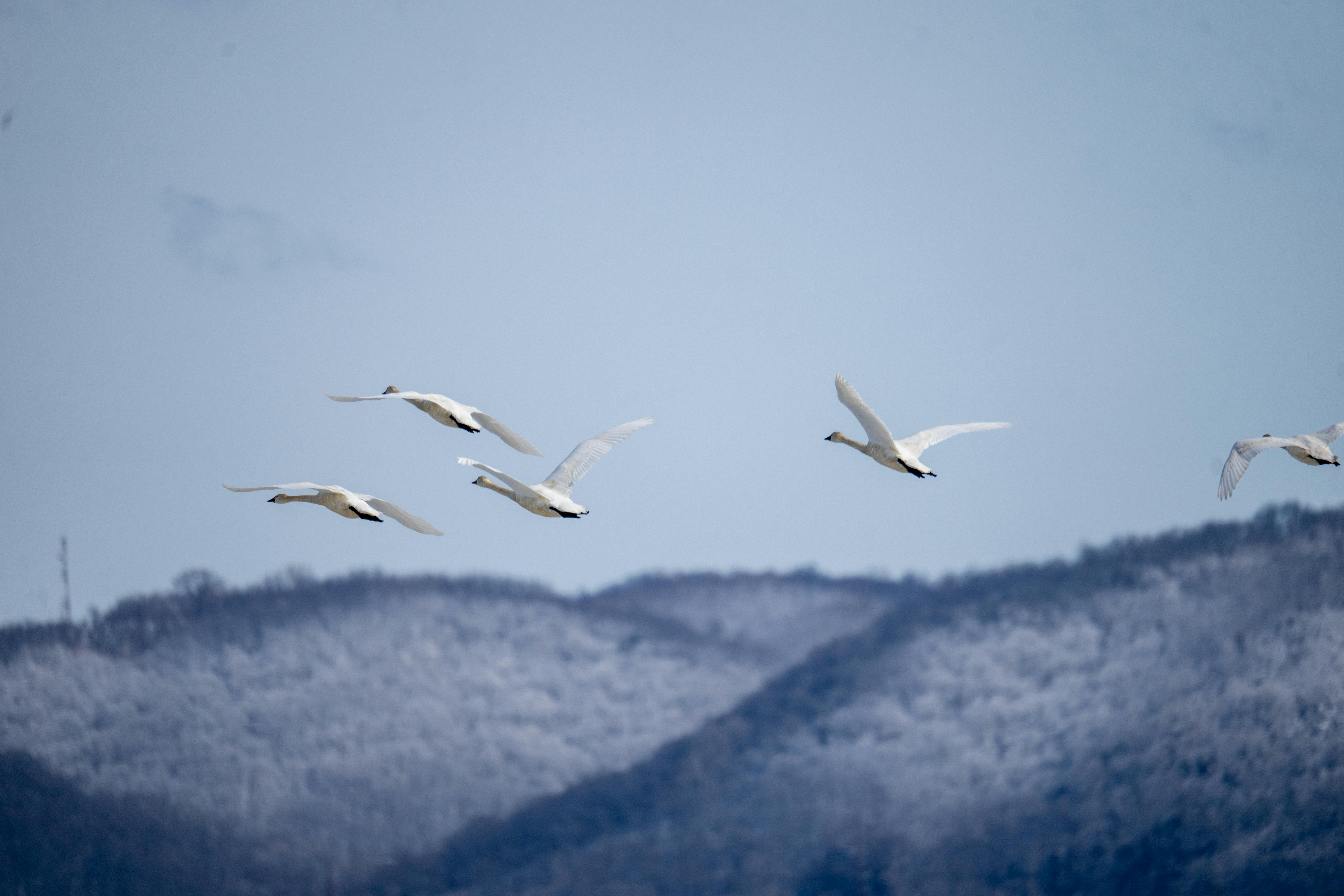 Graceful geese fly over a scenic winter landscape in Weaver, MN, USA.