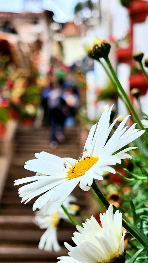 Δωρεάν στοκ φωτογραφιών με άσπρη μαργαρίτα, ασπρο χρώμα, λουλούδι