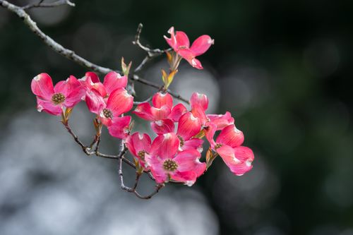 Free Close-up of pink dogwood blossoms on a branch, showcasing spring's vibrant beauty. Stock Photo