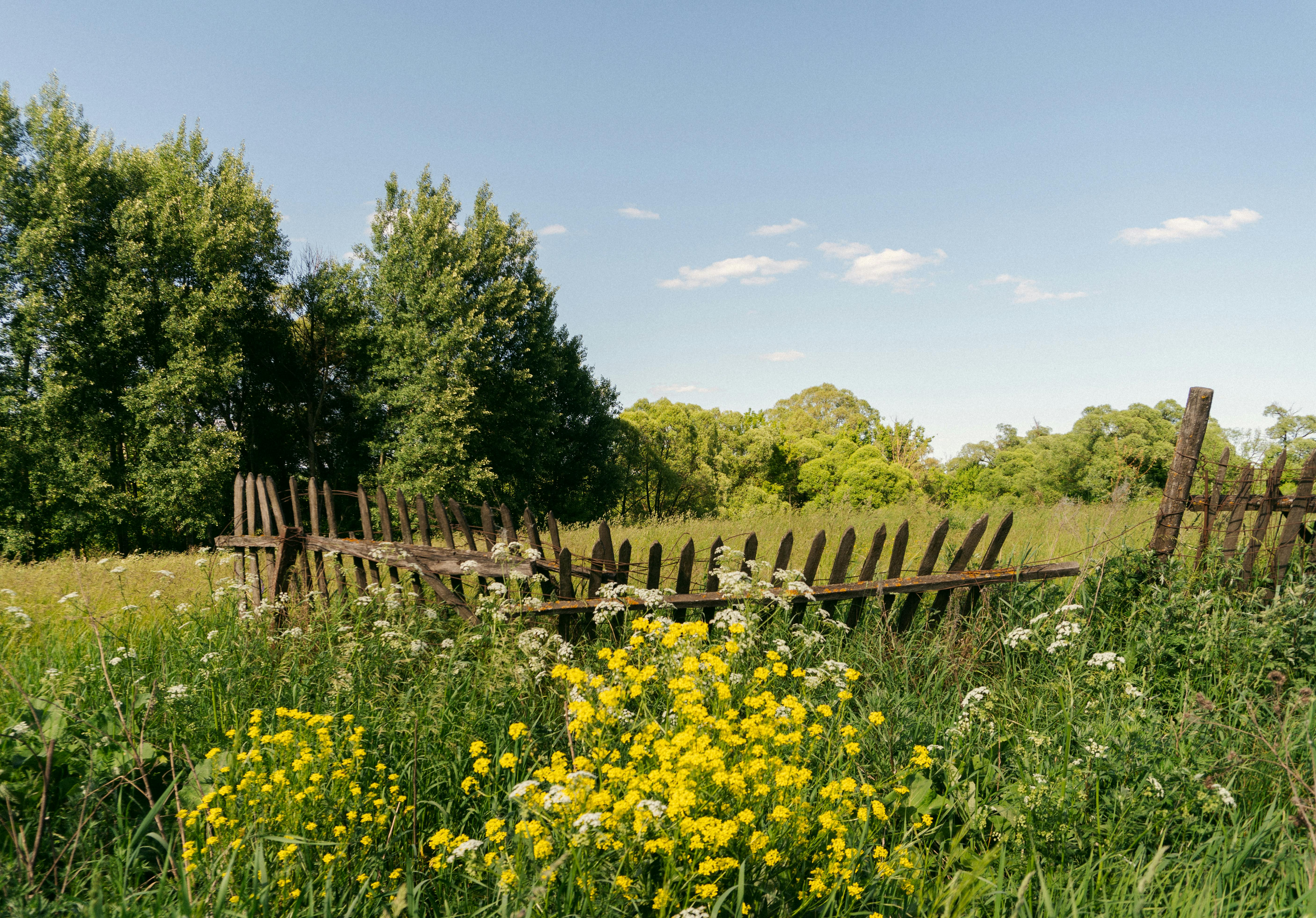 Idyllic Countryside in Summer · Free Stock Photo