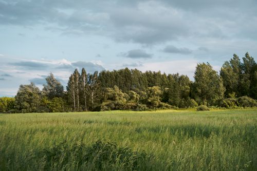 Free A peaceful green field stretches to a dense forest under a bright summer sky. Stock Photo