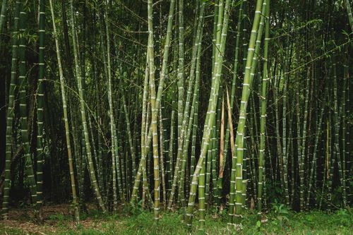 Free Lush green bamboo forest in Mérida, perfect representation of nature's beauty. Stock Photo