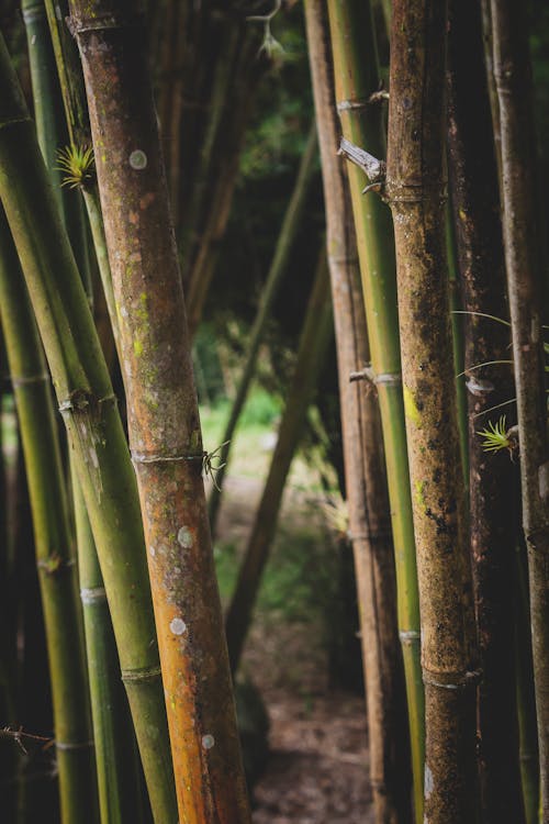 Close up of Bamboo Trees