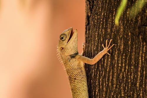 ağaç, ağaç kabuğu, hayvan içeren Ücretsiz stok fotoğraf