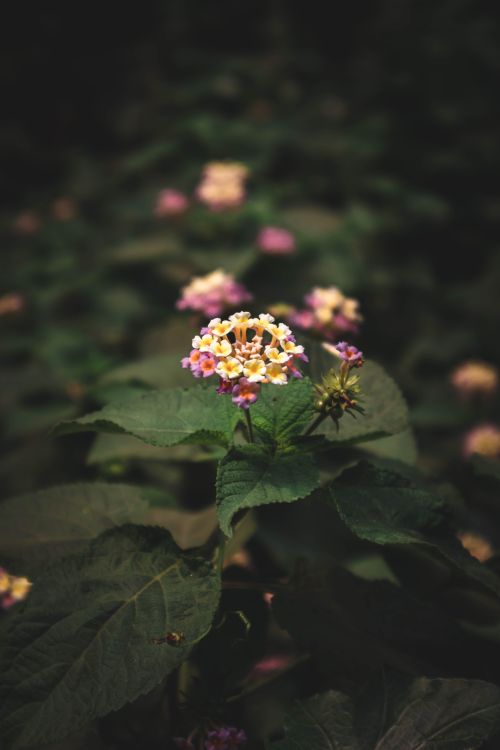 Free Vibrant lantana flowers blooming in a lush garden in Dhaka, Bangladesh. Stock Photo