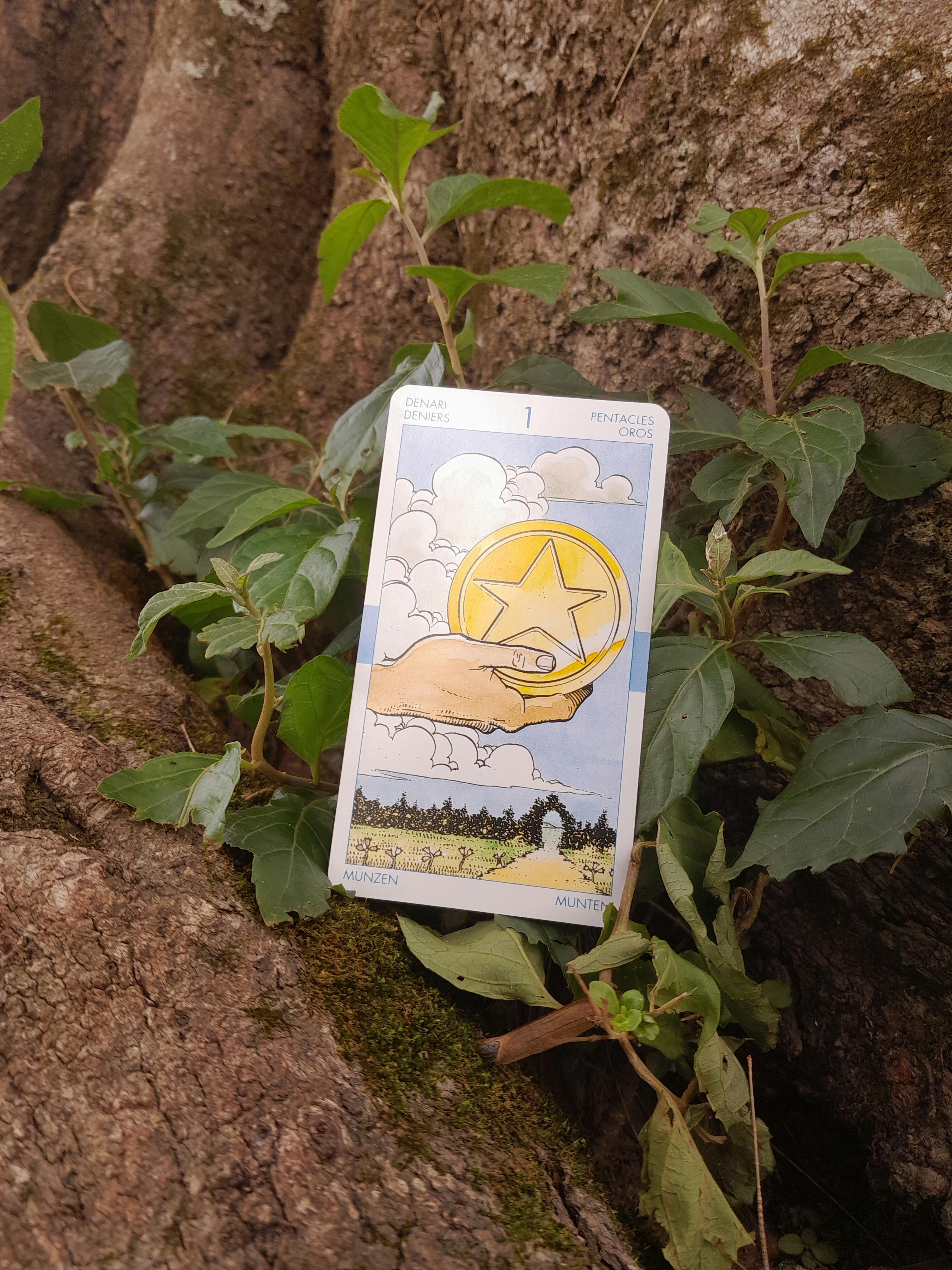 Ace of Pentacles tarot card placed against tree with green leaves, symbolizing growth.