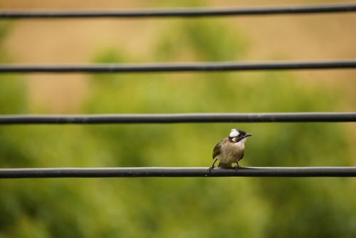 Free A bulbul bird sits on a wire with blurred greenery in the background, showcasing nature's tranquility. Stock Photo