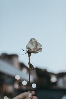 一朵白玫瑰在宁静的蓝天背景下轻轻举起，显得优雅而简约