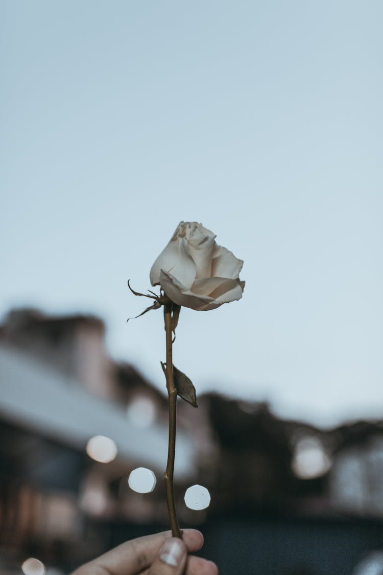 Photo Of Person Holding White Rose Flower