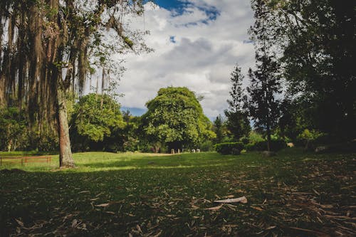 Green Grass and Trees in Park
