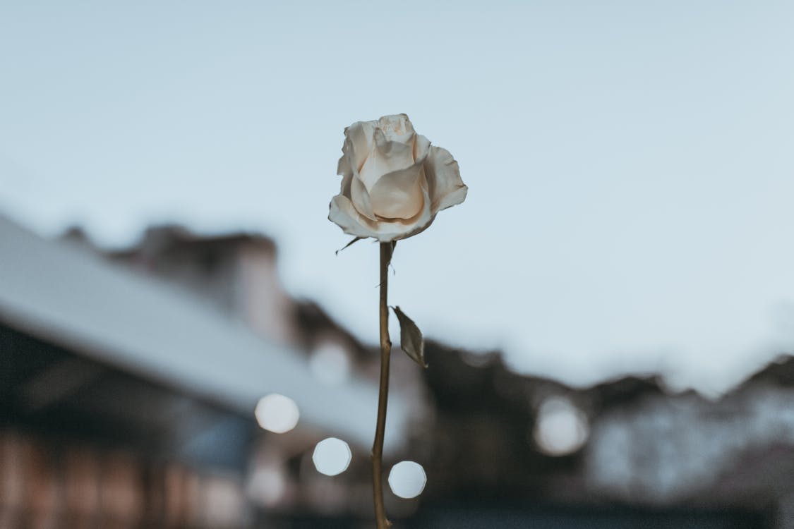 Free White Rose Stock Photo