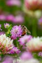 Bee Feeding on a Blooming Wildflower