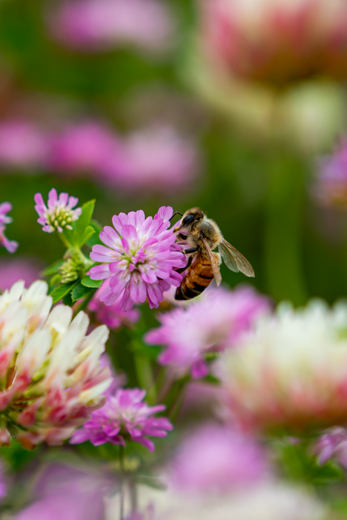 Free Close-up of a honey bee feeding on pink clover flowers, showcasing nature's beauty and pollination. Stock Photo